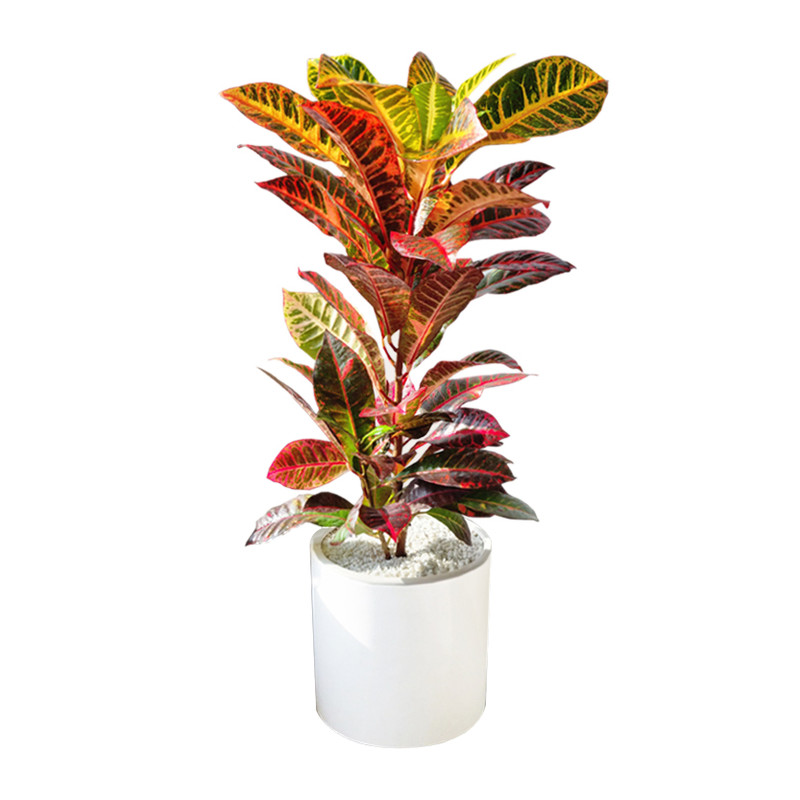 تصویر 3 از قیمت خرید گل کروتن آپارتمانی عمده به صرفه و ارزان