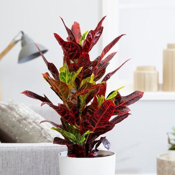 تصویر 2 از قیمت خرید گل کروتن آپارتمانی عمده به صرفه و ارزان