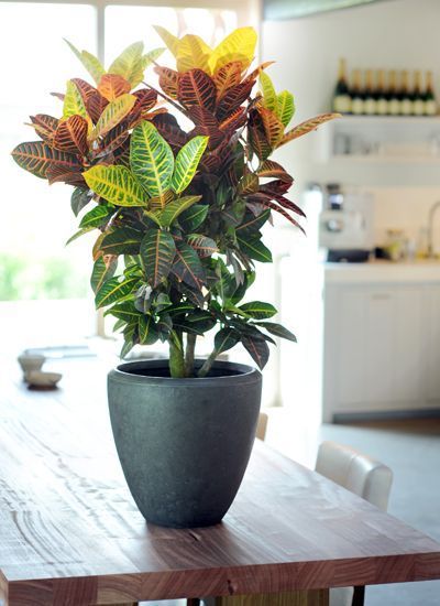 تصویر 4 از قیمت خرید گل کروتن آپارتمانی عمده به صرفه و ارزان