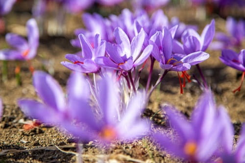 خرید و قیمت زعفران فله ای مشهد + فروش عمده
