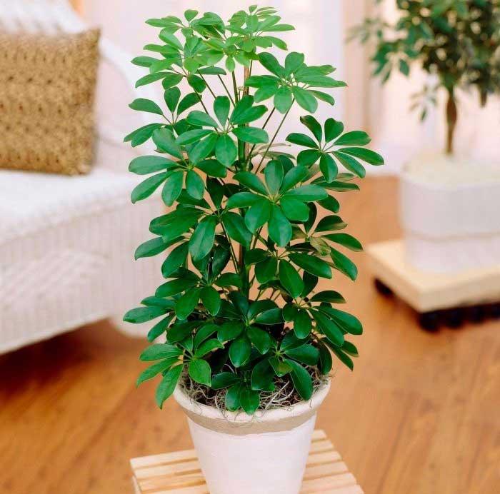 فروش گیاه شفلرا + قیمت خرید به صرفه