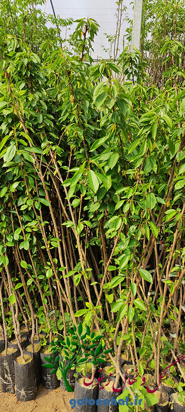 تصویر 4 از خرید و فروش نهال گیلاس + فروش عمده