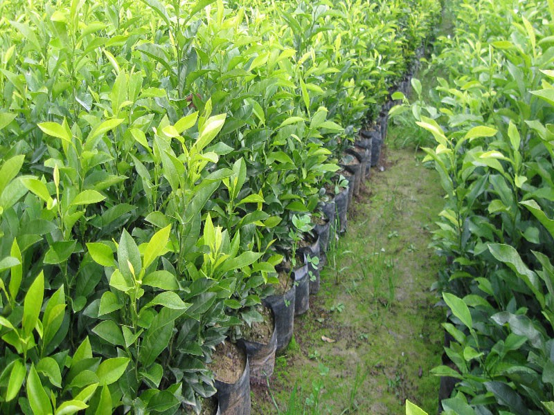 قیمت خرید نهال نارنج با فروش عمده