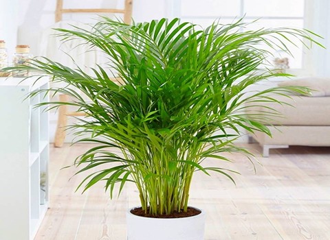 قیمت خرید نخل مرداب با فروش عمده