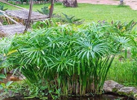 تصویر 2 از قیمت خرید نخل مرداب با فروش عمده