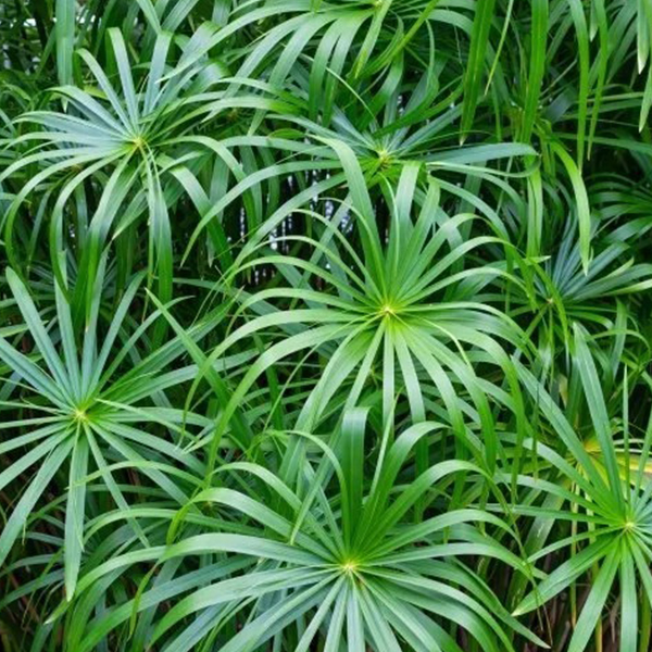 تصویر 3 از قیمت خرید نخل مرداب با فروش عمده