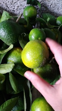 خرید نارنگی محلی درشت با قیمت مناسب از باغدار