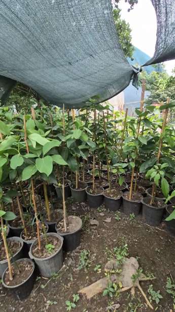 تصویر 4 از فروش نهال آووکادو بیکن پیوندی + نهال آووکادو رید