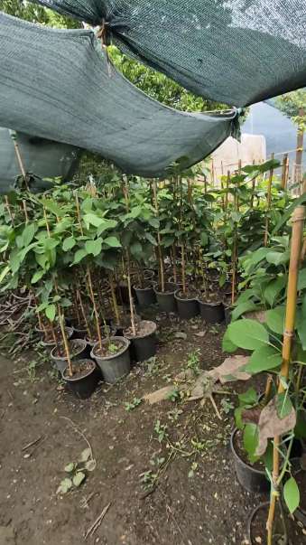 تصویر 5 از فروش نهال آووکادو بیکن پیوندی + نهال آووکادو رید