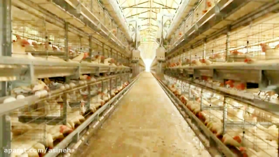 تصویر 1 از قیمت قفس یک طبقه مرغ تخمگذار در بازار تبریز