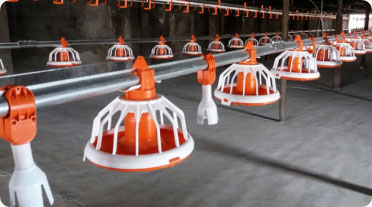 فروش و قیمت سیستم کامل دانخوری بشقابی مرغداری