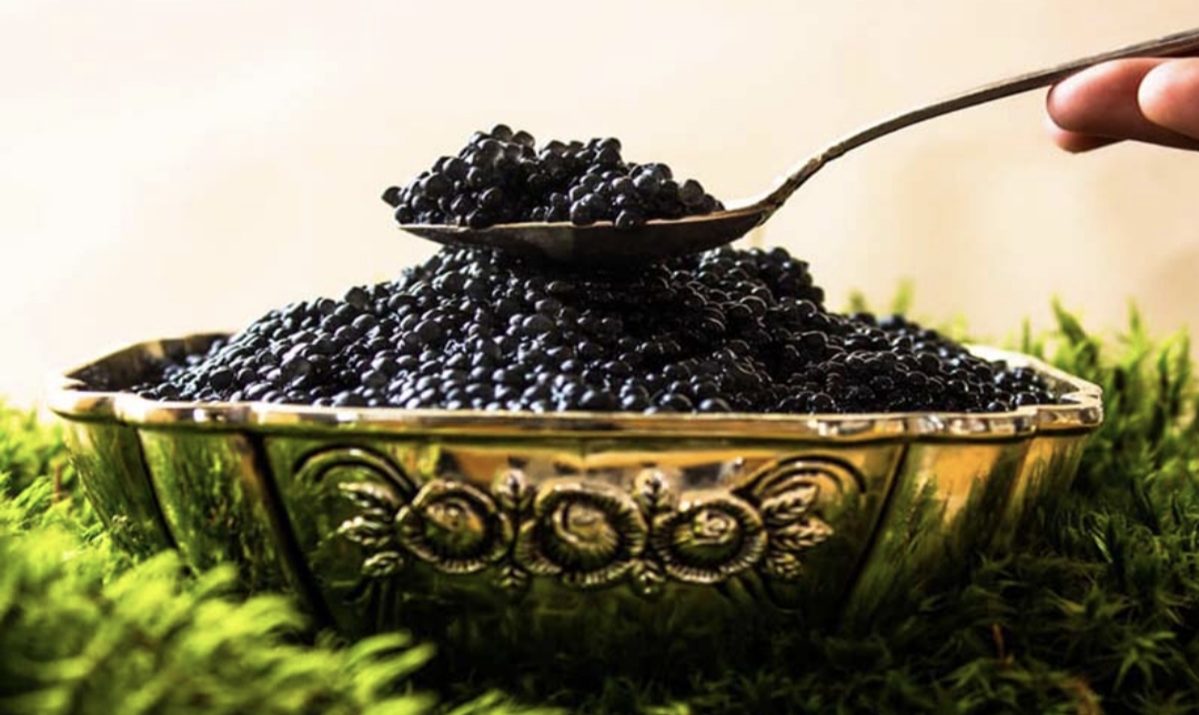 خاویار بلوگا