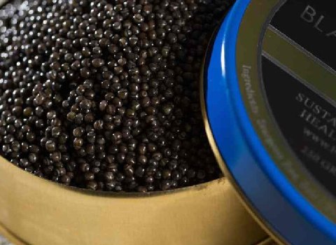خرید و قیمت خاویار بلوگا امپریال + فروش عمده