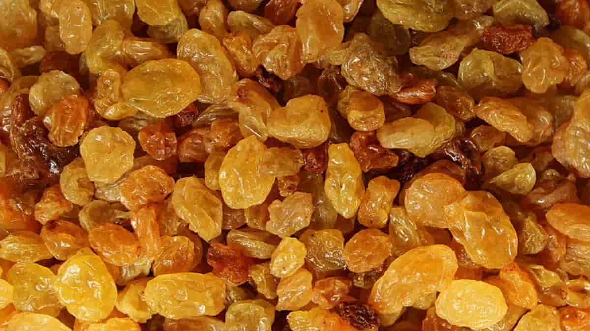 قیمت کشمش طلایی تاکستان با کیفیت ارزان + خرید عمده