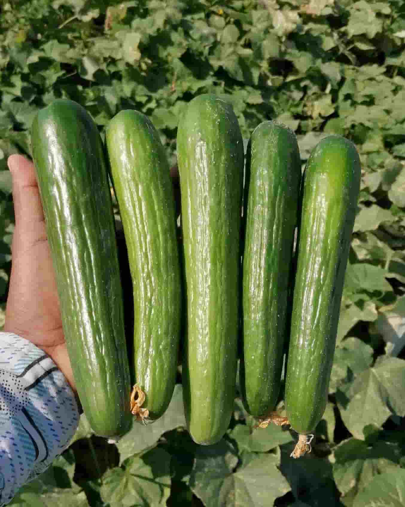 قیمت روز خیار درختی گلخانه ای با شرایط فوق العاده