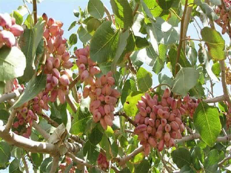 قیمت خرید پسته کله قوچی تر با فروش عمده