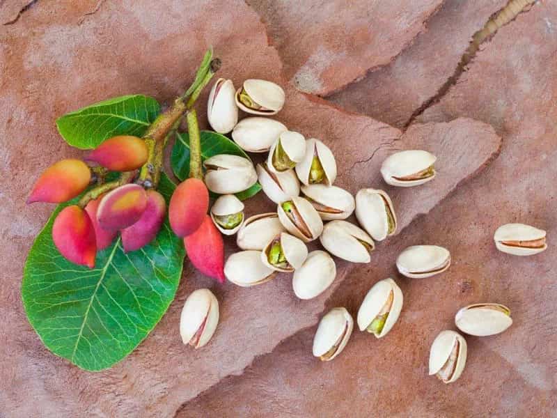 خرید پسته کله قوچی دهن بست + قیمت فروش استثنایی
