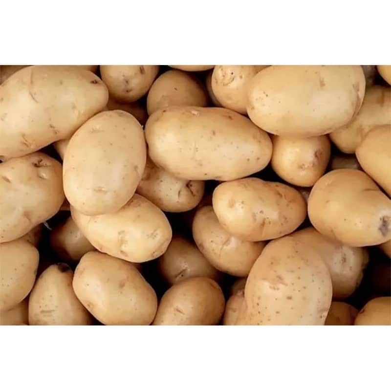 خرید و قیمت سیب زمینی اردبیلی + فروش عمده