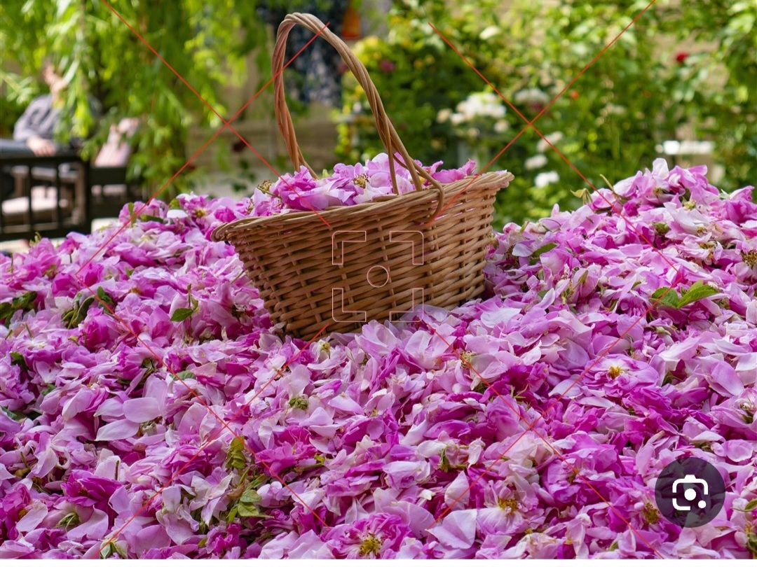 پرگل محمدی ایرانی + محصولی لوکس برای صادرات جهانی