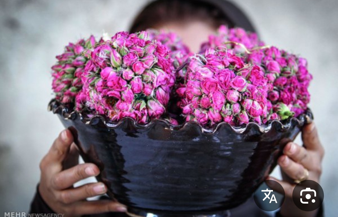 سفارش غنچه گل محمدی خشک برای عطاری ها و صادر کنندگان