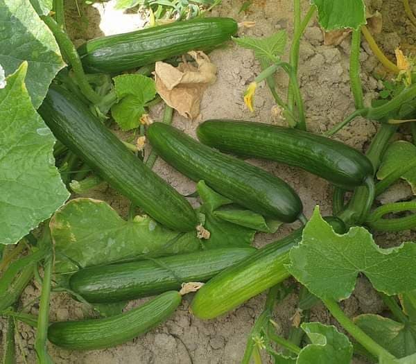 بهترین خیار درختی گیلان + قیمت خرید عالی