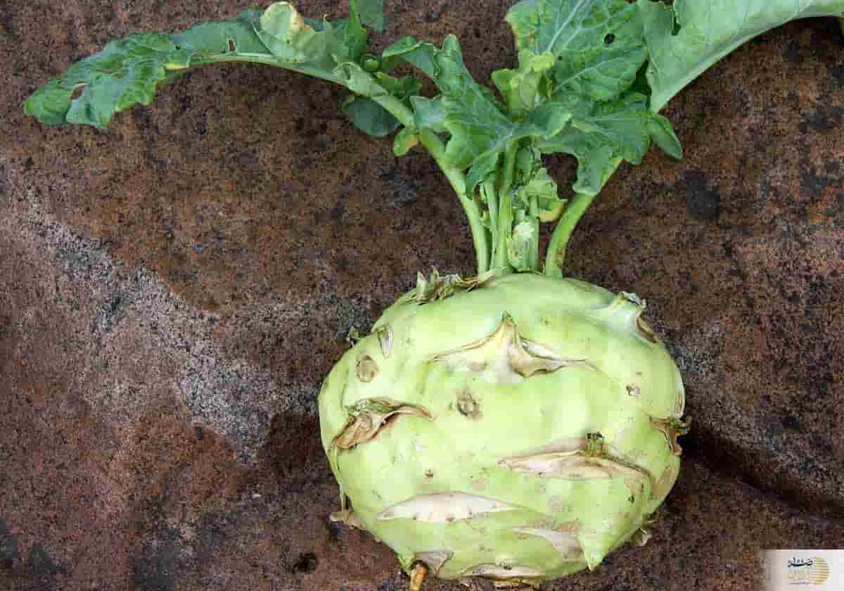 خرید و قیمت کلم قمری تازه + فروش عمده