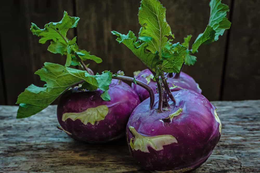 خرید کلم قمری قرمز تازه + فروش صادراتی