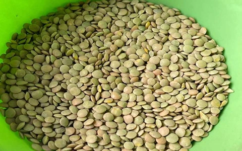 خرید عدس سبز