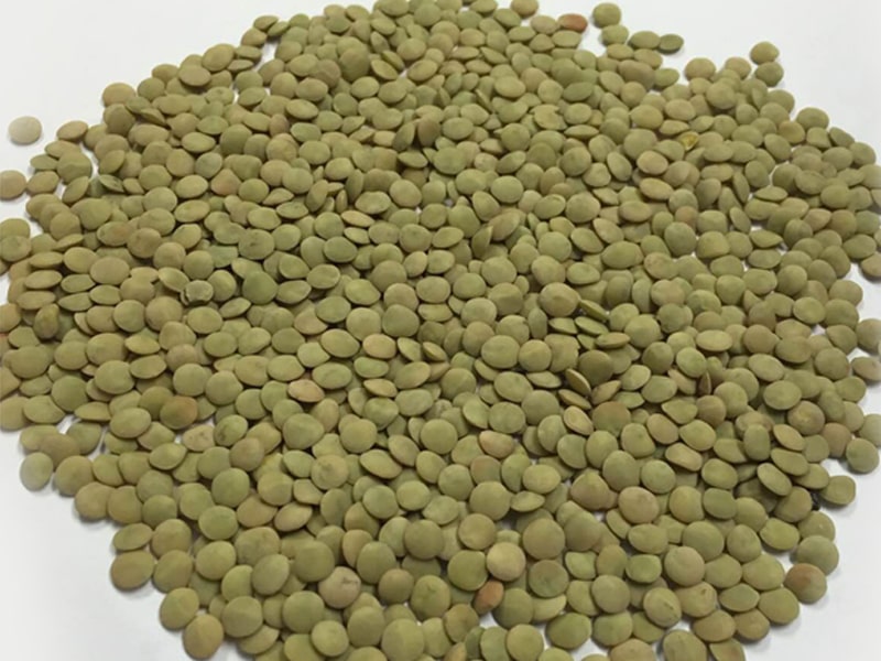 قیمت عدس سبز