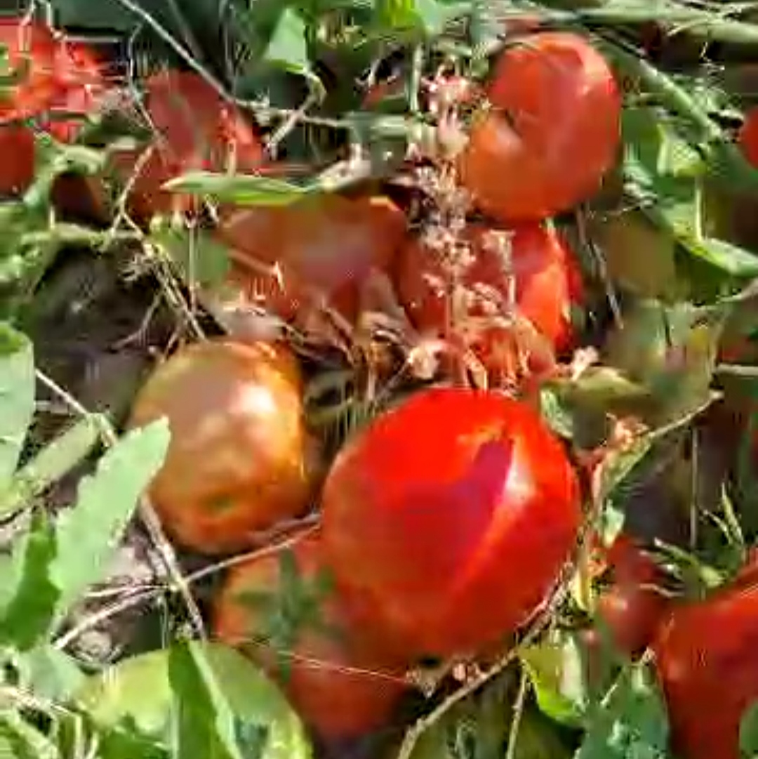 رب گوجه شیشه 1600 گرمی عمده