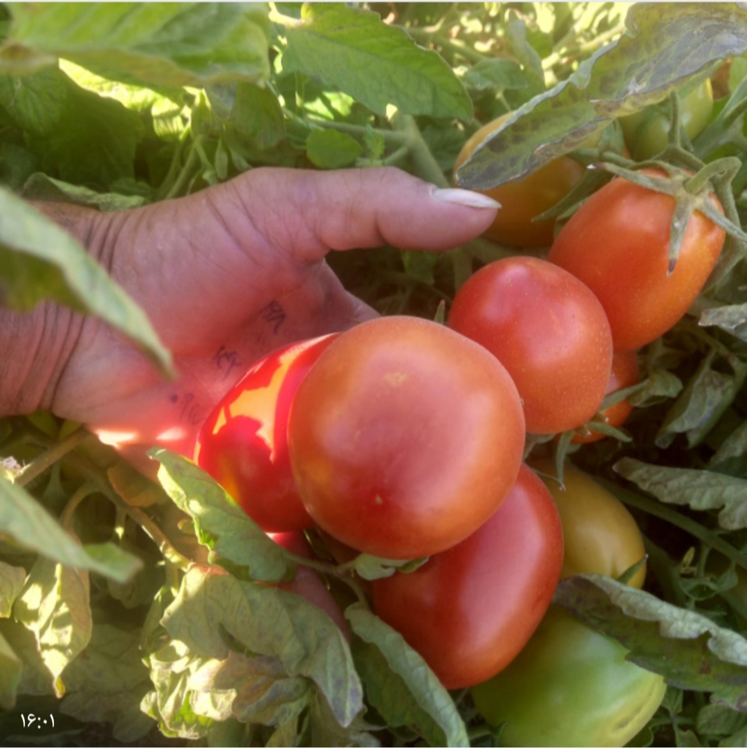 رب گوجه فرنگی ساشه 70 گرمی