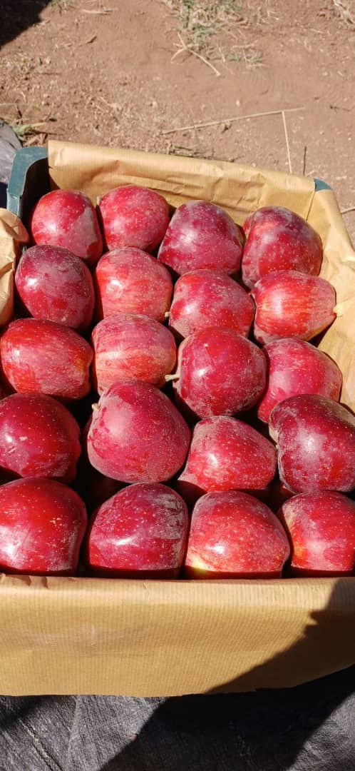 خرید و فروش سیب قرمز لبنانی استخوانی فله ای