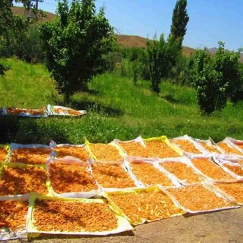فروش زرد آلو خشک ارگانیک + قیمت خرید به صرفه