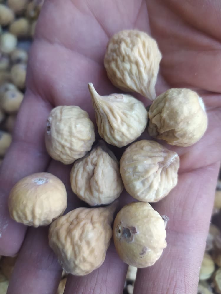 پخش عمده و تناژ انواع انجیر خشک فارس + خرید