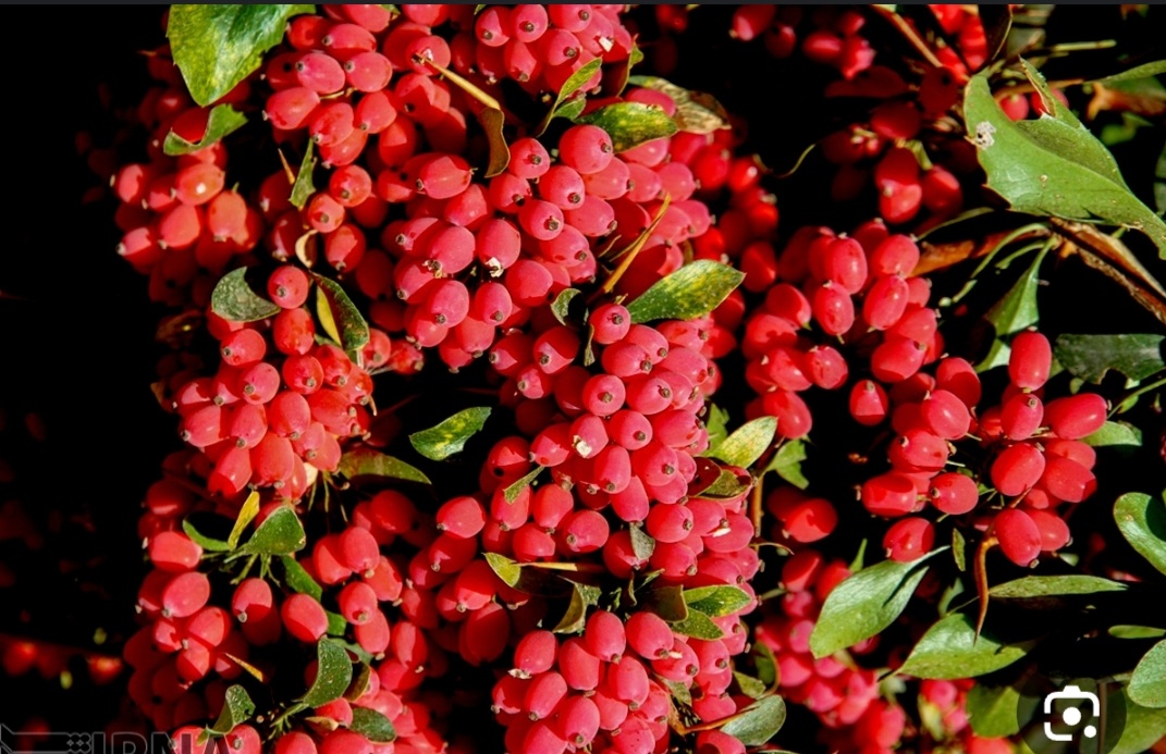 زرشک دانه شده بیرجند + قیمت به صرفه