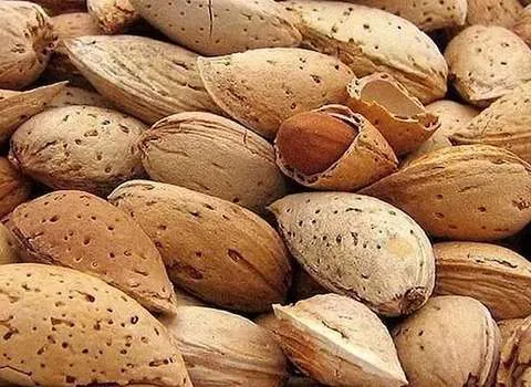 خرید بادام سنگی با کیفیت رقابتی شهر بادام