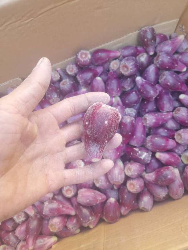 تولید و فروش میوه کاکتوس صادراتی انگلمانی + بسته بندی طبق سفارش