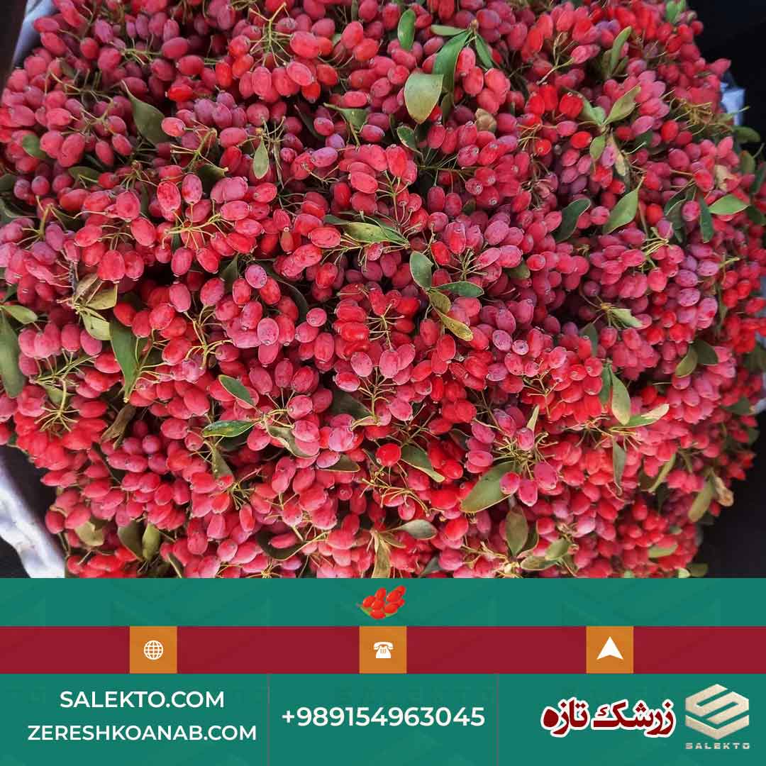 خرید زرشک تازه و ارگانیک قاینات مناسب آبمیوه و مربا