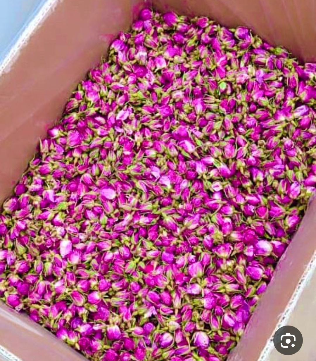 قیمت غنچه گل محمدی با بسته بندی صادراتی مسیری طلایی با غنچه گل محمدی