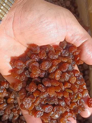 کشمش پلویی آفتابی تاکستان + قیمت عمده