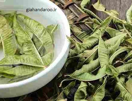 خرید بادرنجبویه صادراتی با کیفیت ممتاز + محصول طبیعی شرکت روناکو