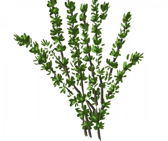 فروش عمده آویشن باغی برگ صادراتی + انتخابی طبیعی و اقتصادی از برند روناکو
