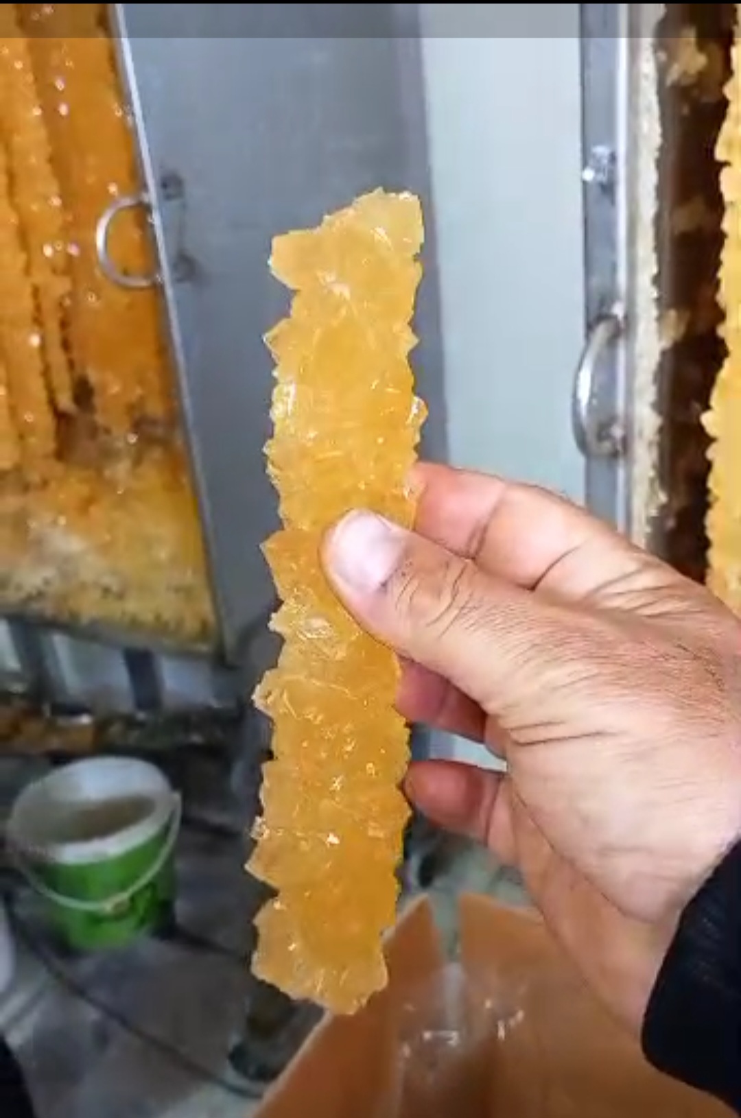 تصویر 3 از نبات شاخه‌ ای صادراتی صفه + خرید