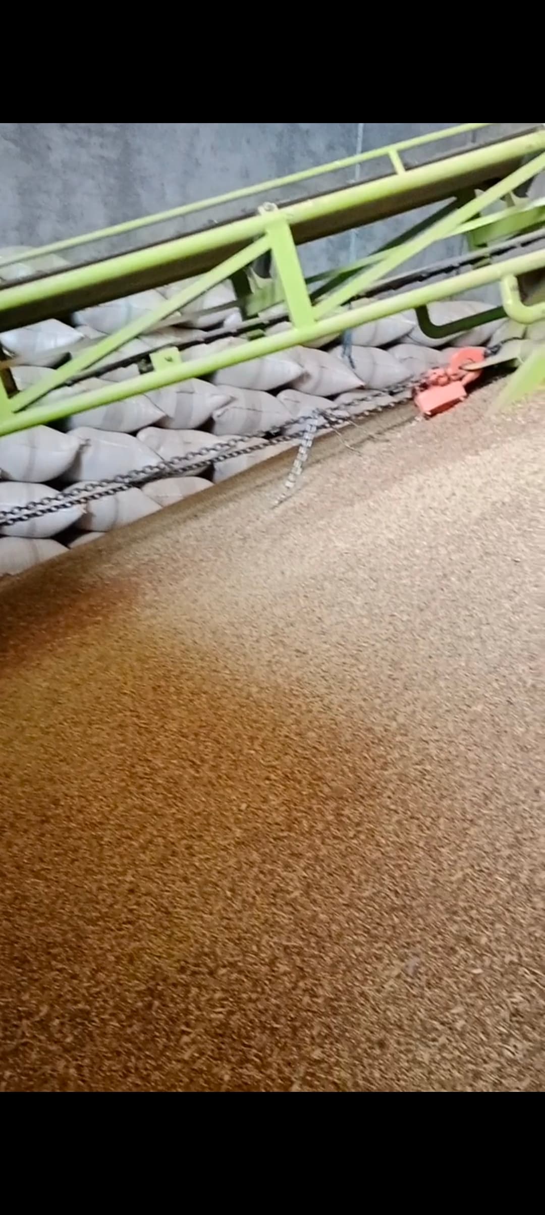 تامین کننده رسمی بذر گشنیز آرادبرندینگ + قیمت فروش