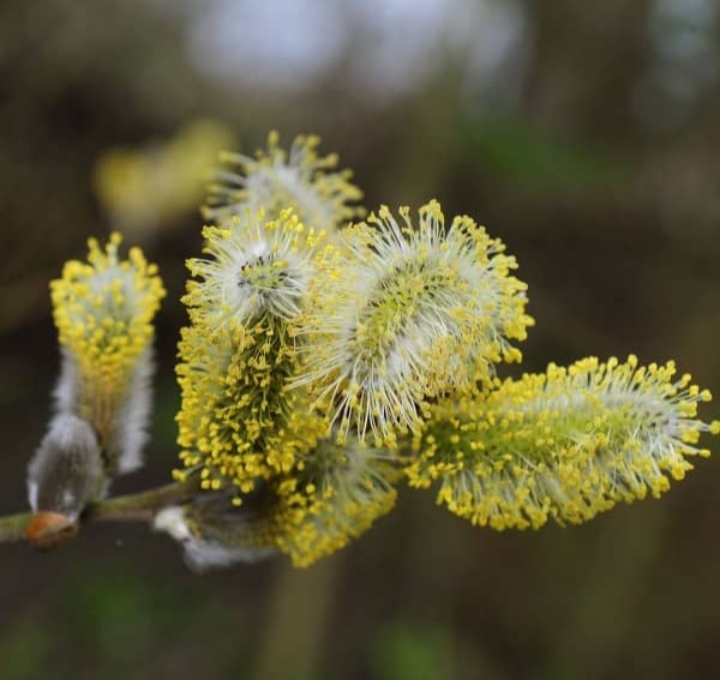 عرق بیدمشک + فروش استثنایی