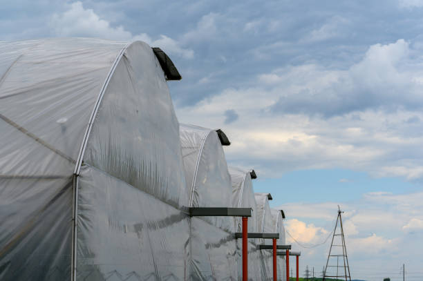 قیمت خرید پلاستیک مناسب گلخانه عمده به صرفه و ارزان