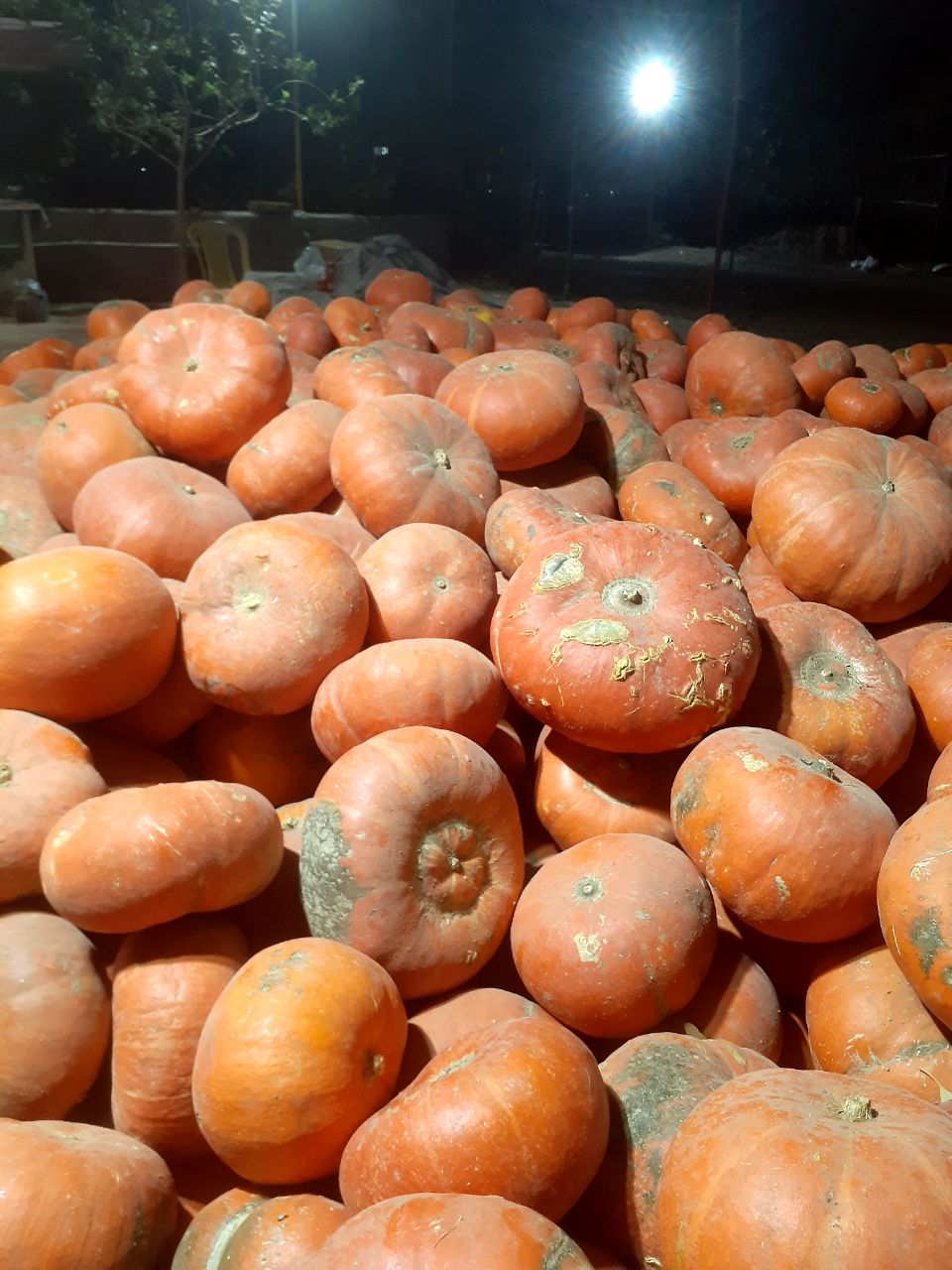 کدو تنبل + خرید