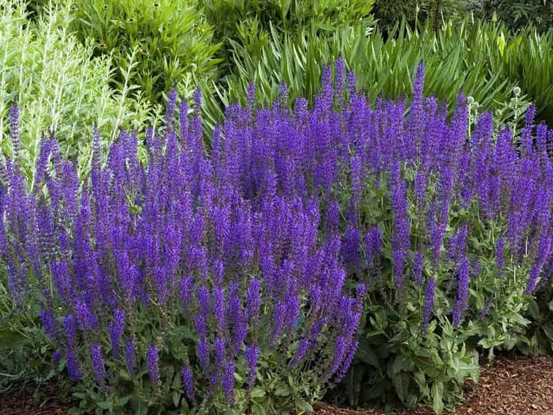 قیمت مریم گلی خشک