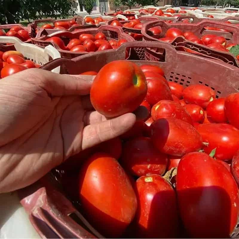 فروش گوجه فرنگی لوکس + قیمت خرید به صرفه