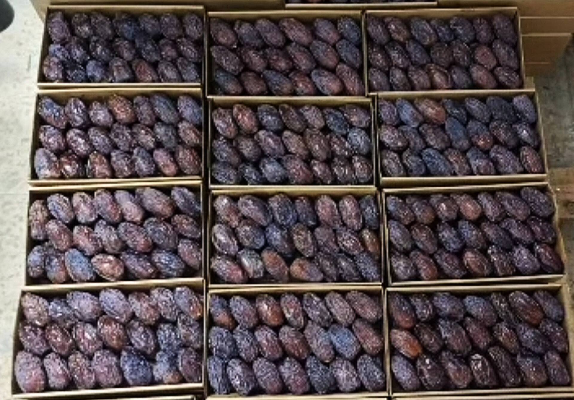 فروش عمده خرما مجول صادراتی + قیمت کف بازار